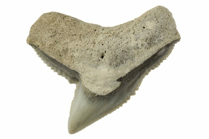 Fossil Tiger Shark (Galeocerdo) Tooth - Aurora, NC #195048